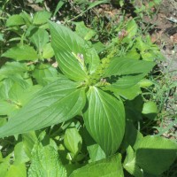 Spigelia anthelmia L.